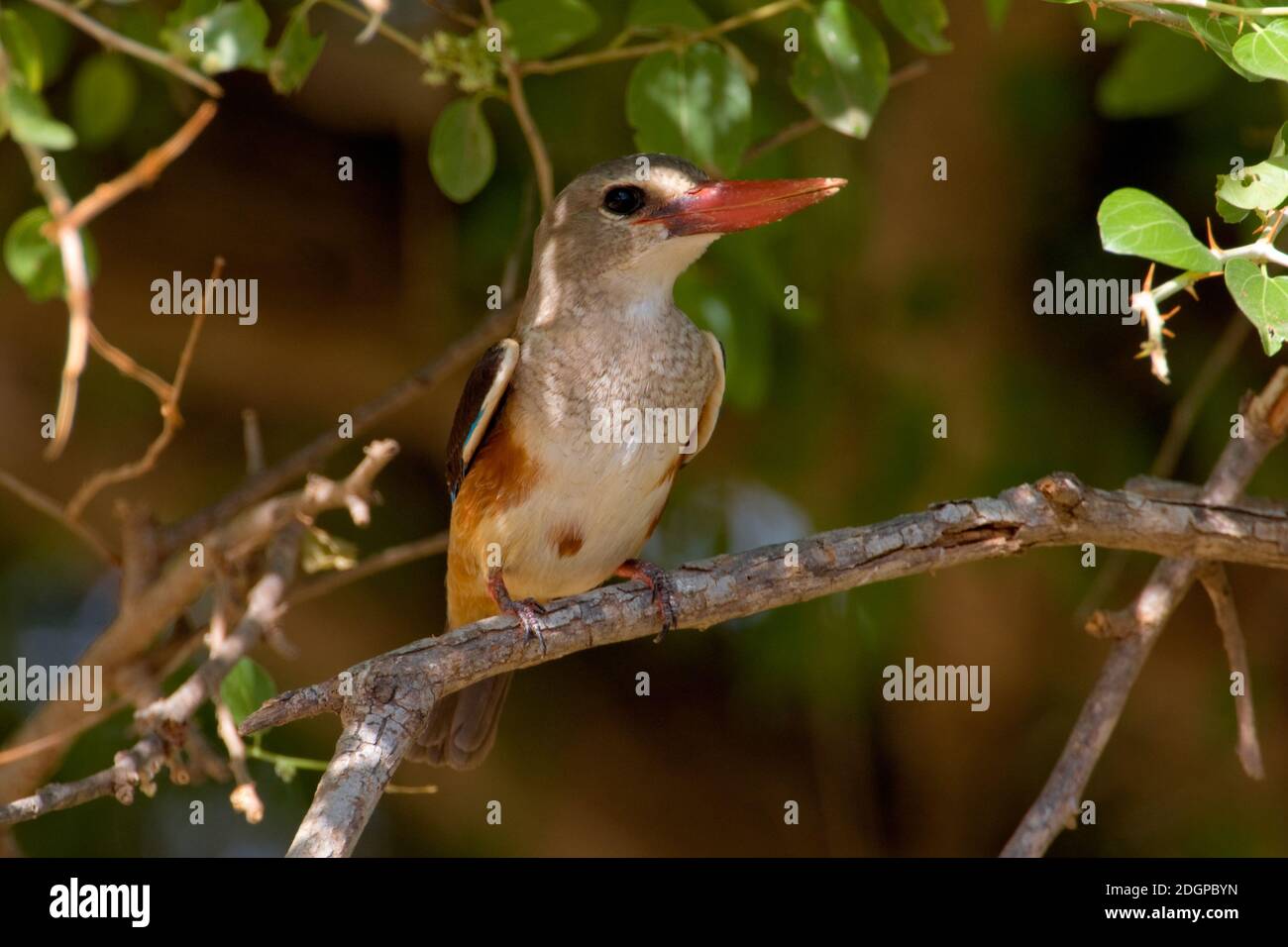 Martin Pescatore testagrigia; Grau-headed Kingfisher; Halcyon le Stockfoto