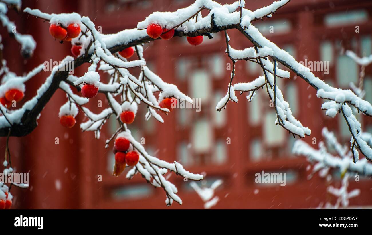 Alte chinesische Gebäude und Pflanzen rund um den Huaqing Palast, auch bekannt als die Huaqing heiße Quelle oder Huaqing Pool, sind mit Schnee bedeckt, die mak Stockfoto