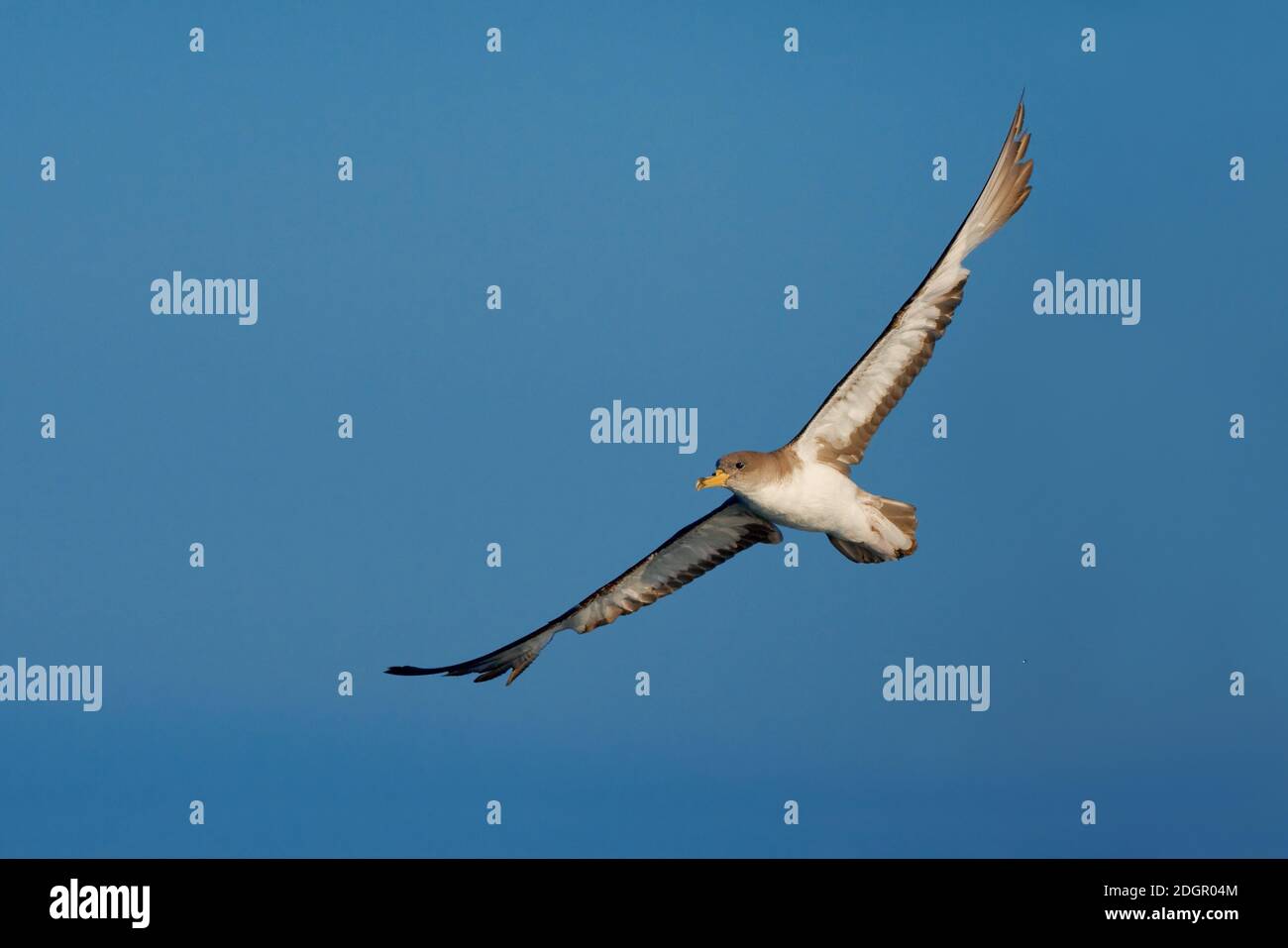 Berta Maggiore; Scopoli's Shearwater; Calonectris diomedea Stockfoto