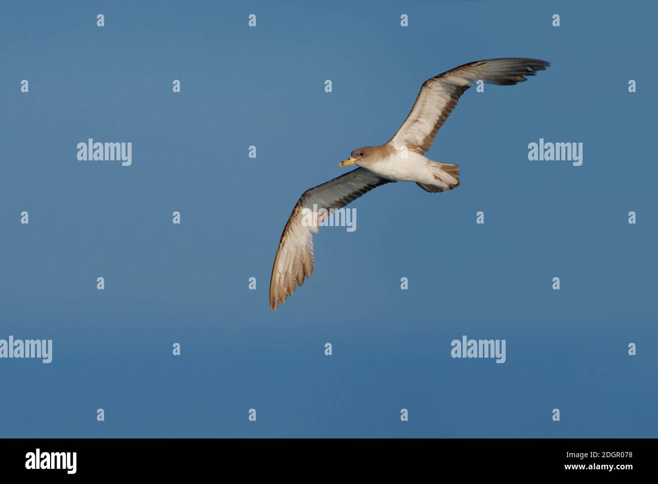 Berta Maggiore; Scopoli's Shearwater; Calonectris diomedea Stockfoto