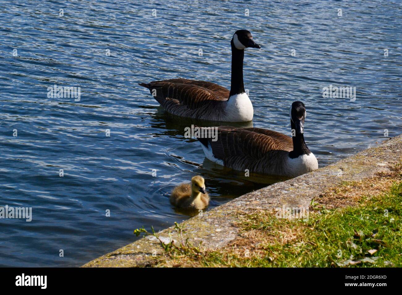 Frühling an den Stauseen von Tring. Die Vögel haben Babys. Kanadagänse mit Küken im Reservoir. Stockfoto