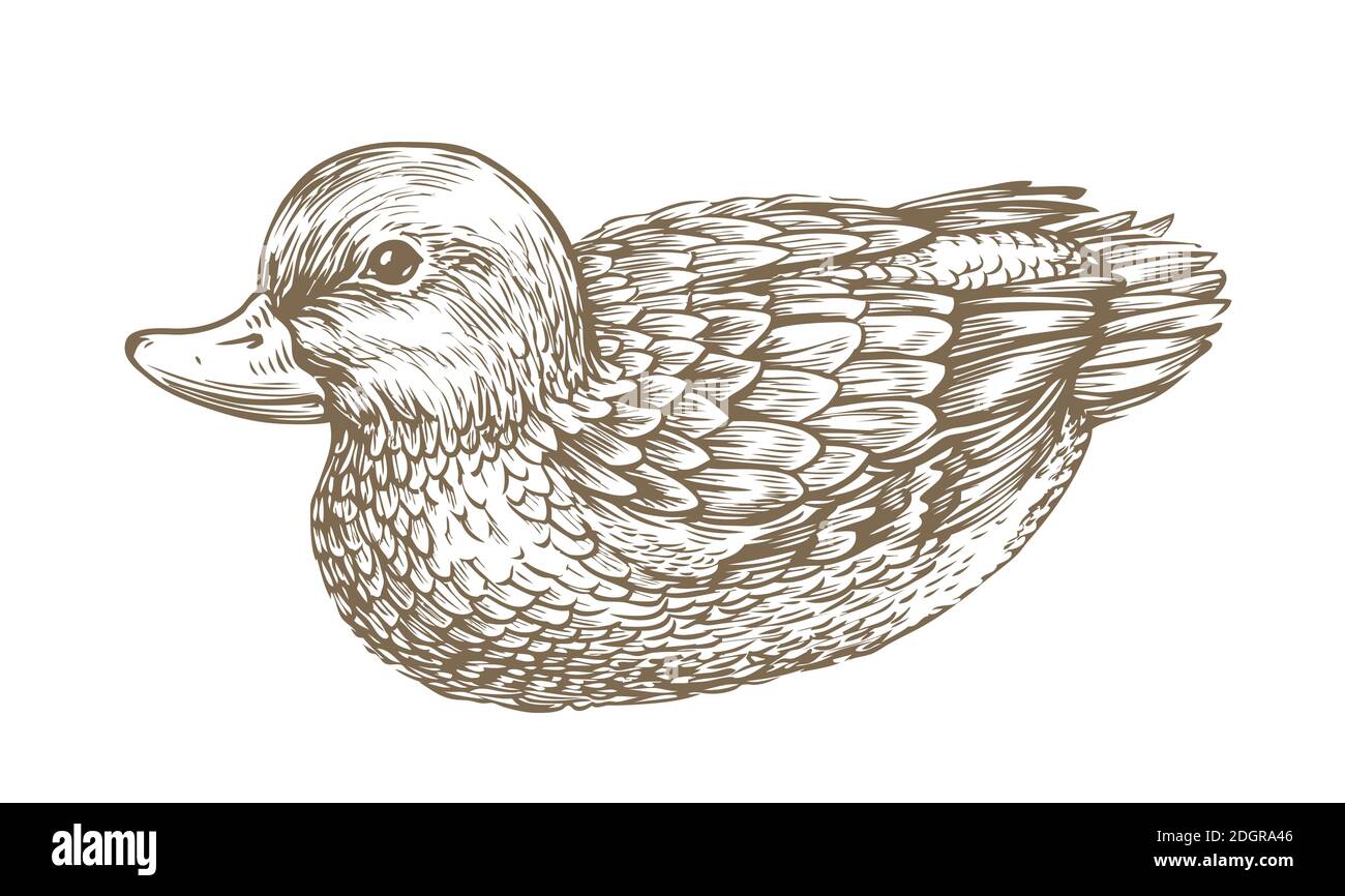 Ente gezeichnet Skizze, Wasservögel, Vogel vintage Vektor-Illustration Stock Vektor