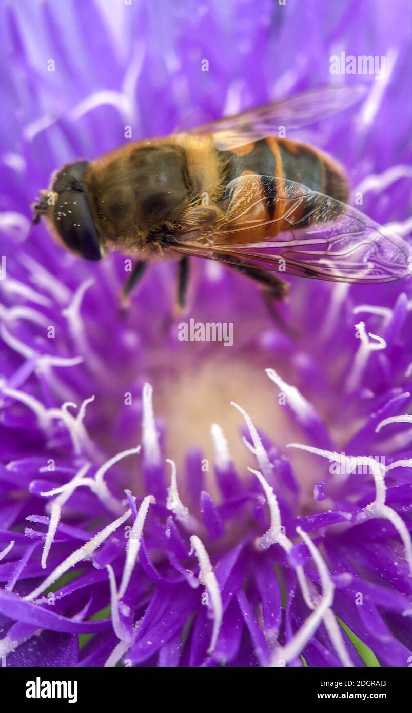 Eine hübsche violette Dahlia Blume mit einer Biene, die darauf kriecht IT Stockfoto
