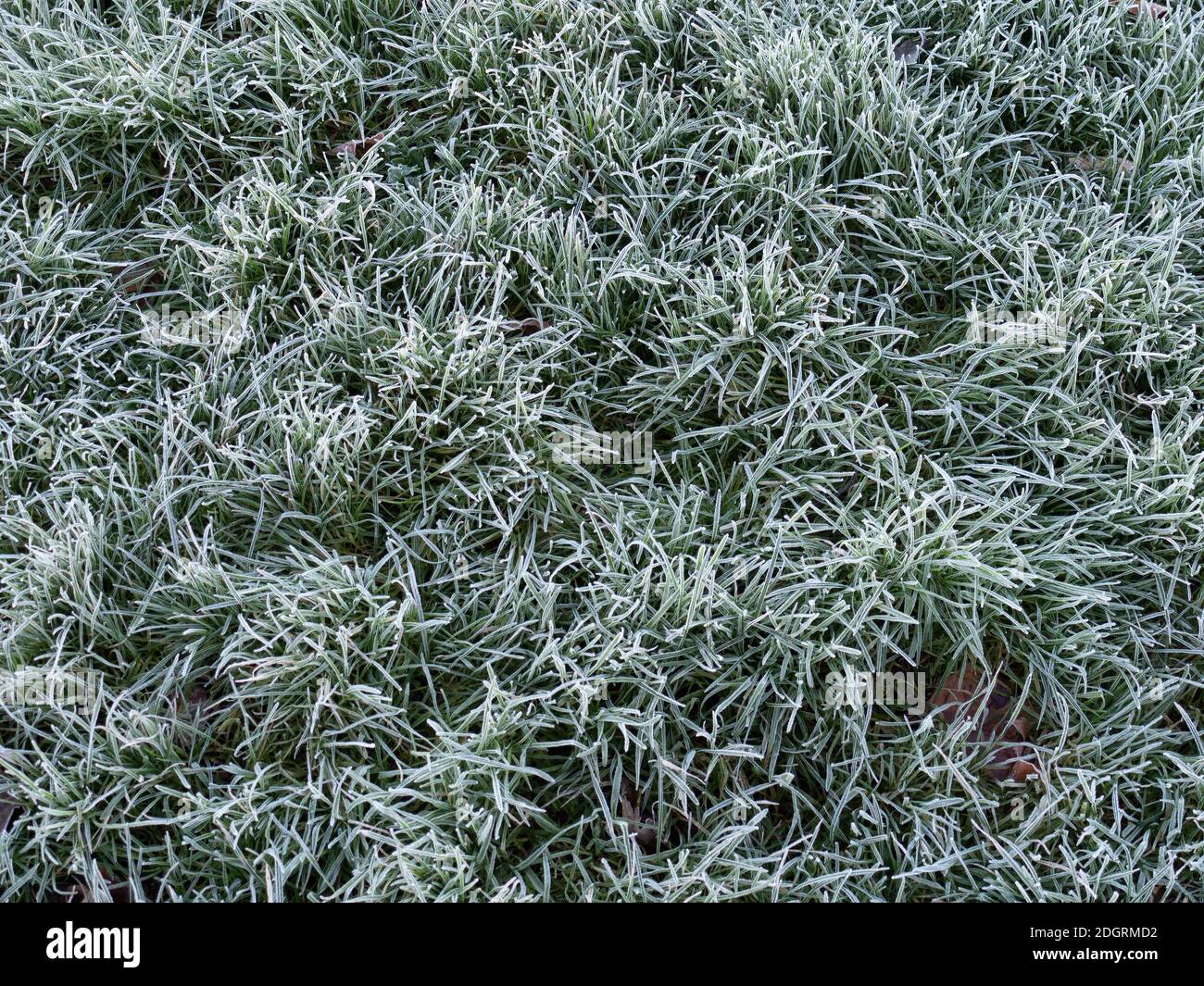 Gefrorener Frost Gras Hintergrund von oben gesehen. Mit Herbstblättern. Stockfoto