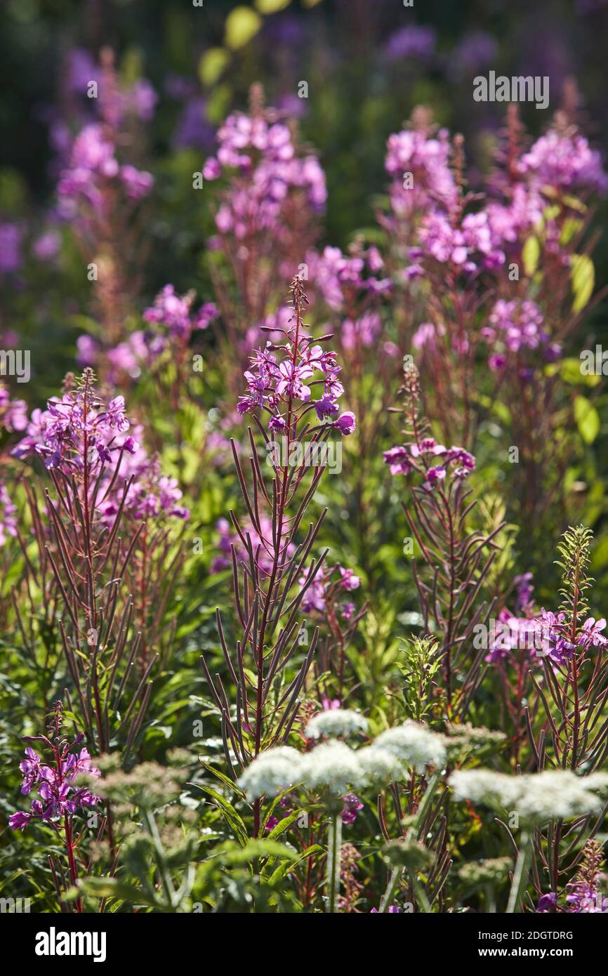 Wilde Blumen auf Porth Simdde, Llyn Peninsula, Pen-y-Cil, Gwynedd, North Wales, Großbritannien Stockfoto