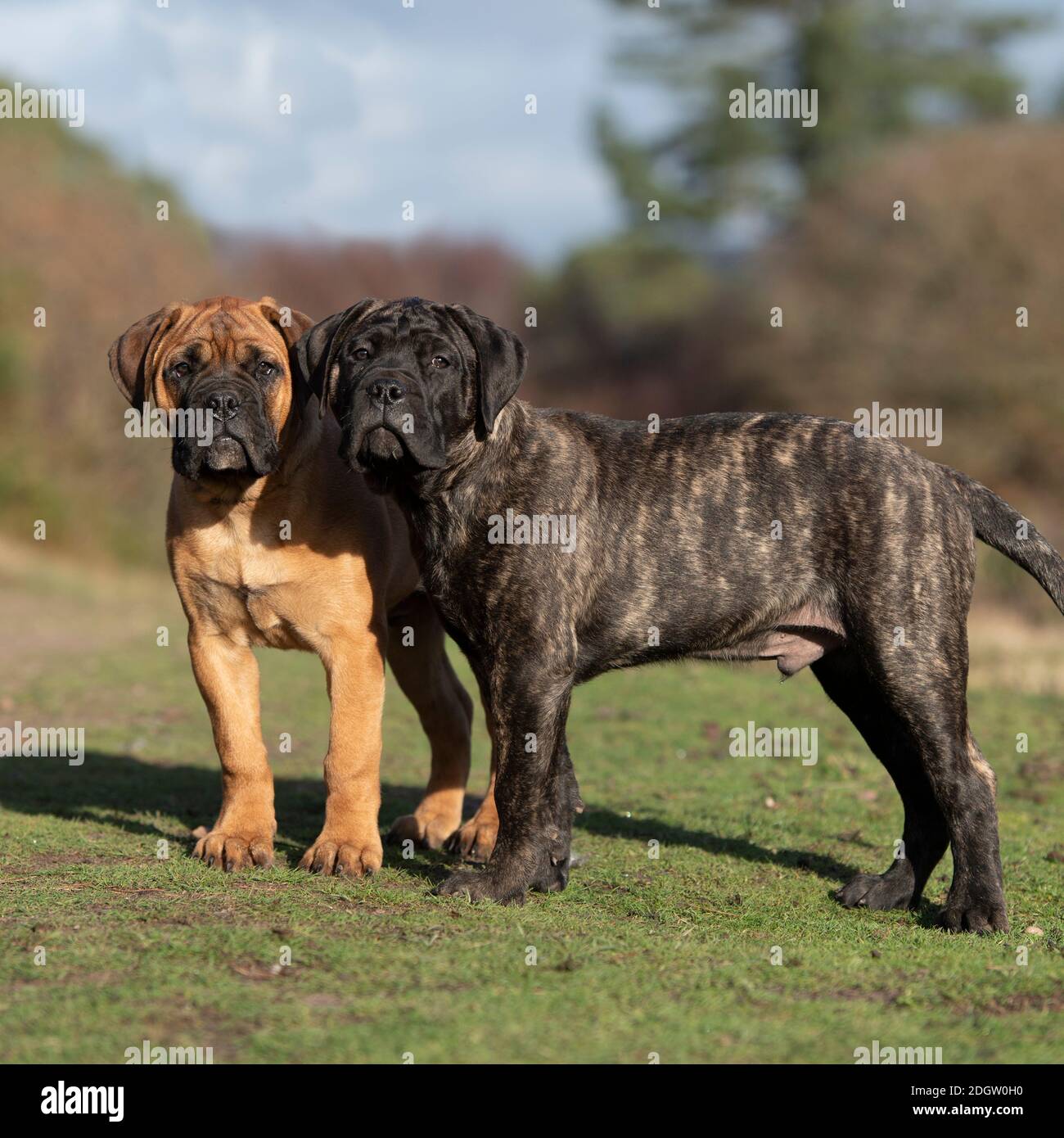bullmastiff Welpen Stockfoto
