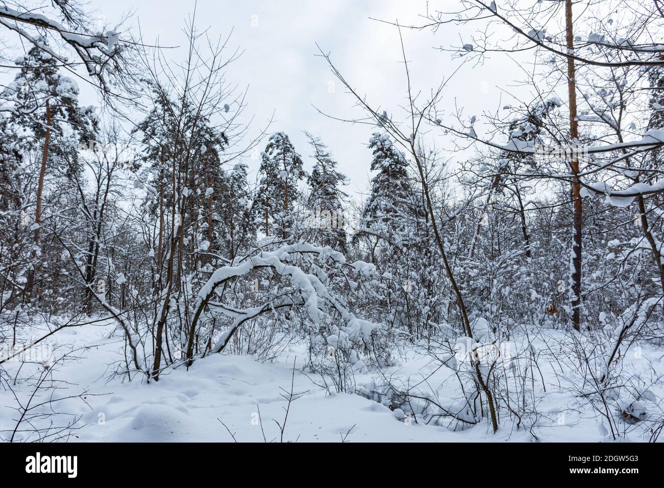 Schneebedeckte Bäume im Wald. Winter natürlicher Hintergrund. Der Baum verbogen unter dem Gewicht von Schneeverwehungen. Spaziergang durch den Winterpark. Trübes Grau Stockfoto