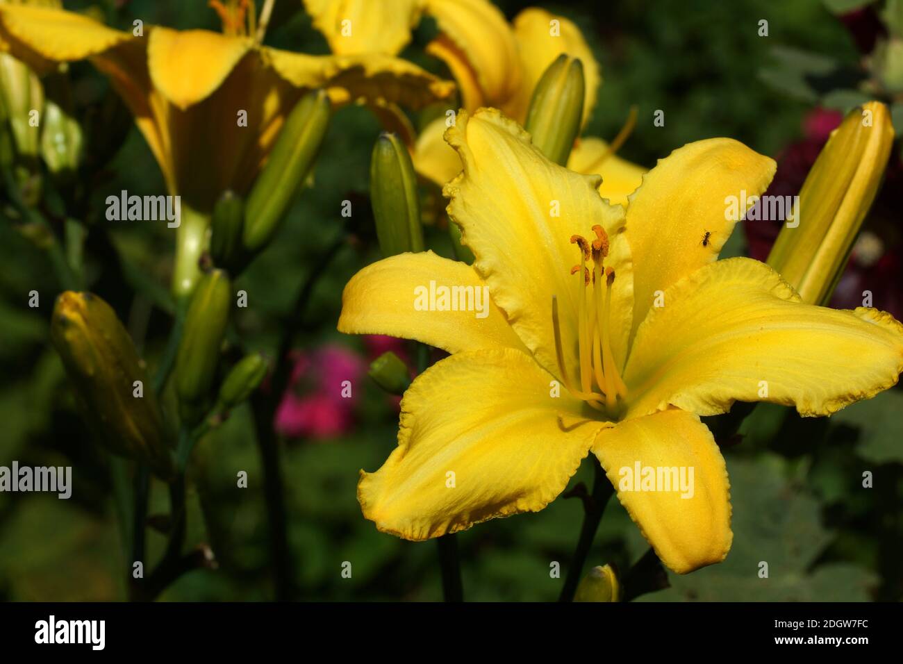 Gelbe Taglilien Spinnen. Gelbe Taglilien blühen im Freien. Stockfoto
