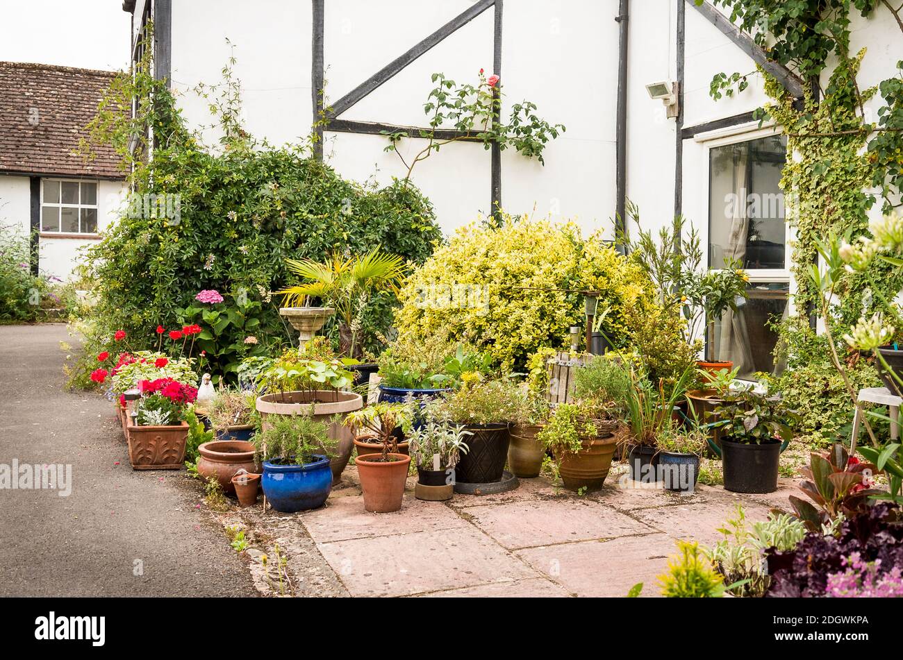 Ein kleiner Terrassengarten durch eine umgebaute viktorianische Farmscheune Bauen mit einer Mischung aus gemischten Pflanzen mit Töpfen und Pflanzer in einem englischen Garten in Summe Stockfoto
