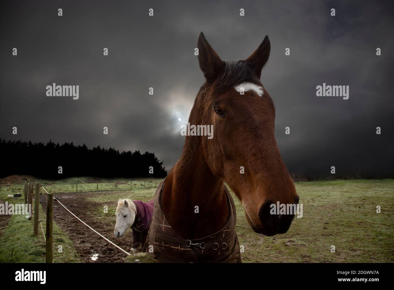pferdejacke stockfotos und bilder kaufen alamy