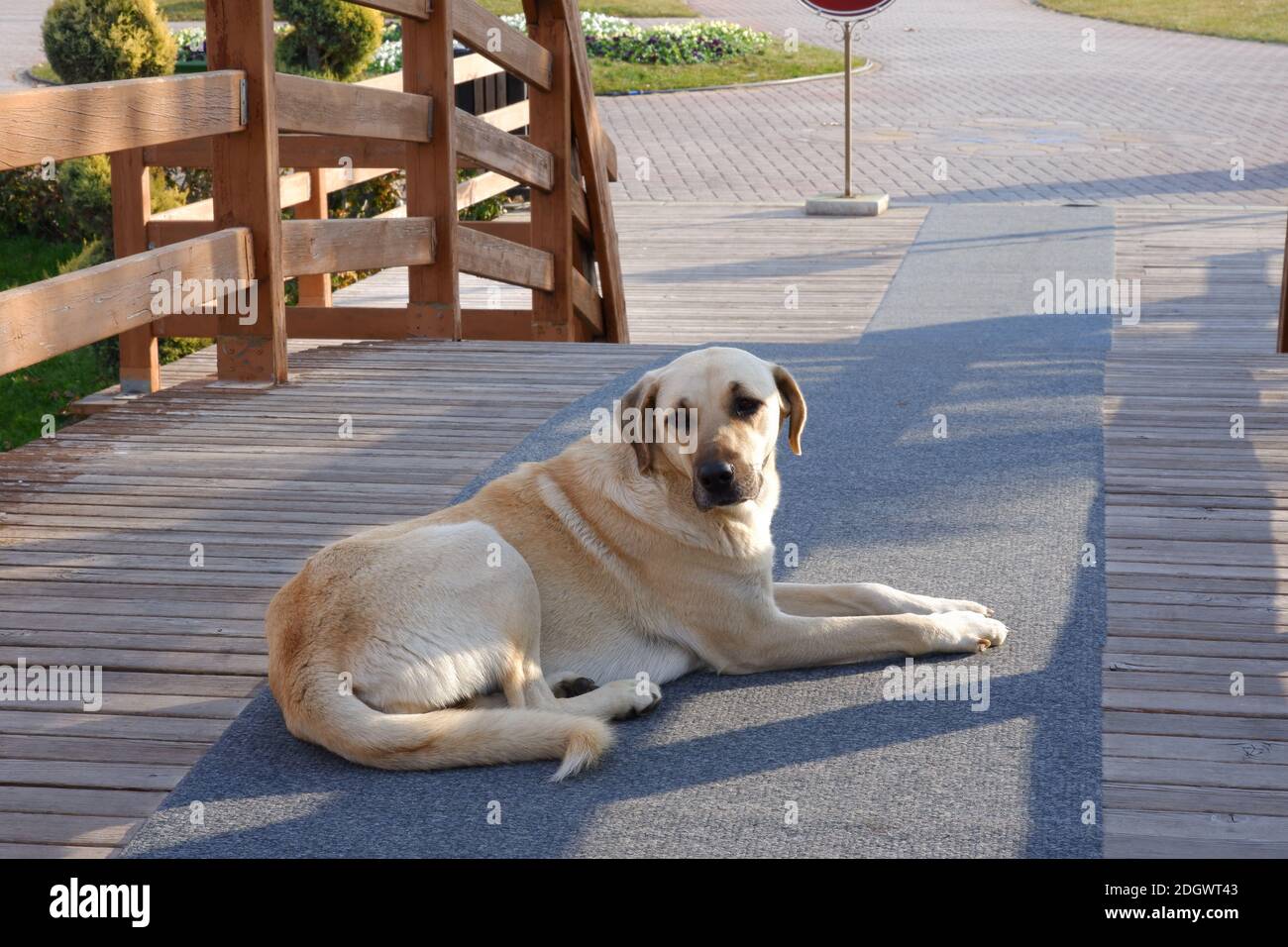 Straßenhund Nahaufnahme der Brücke Stockfoto