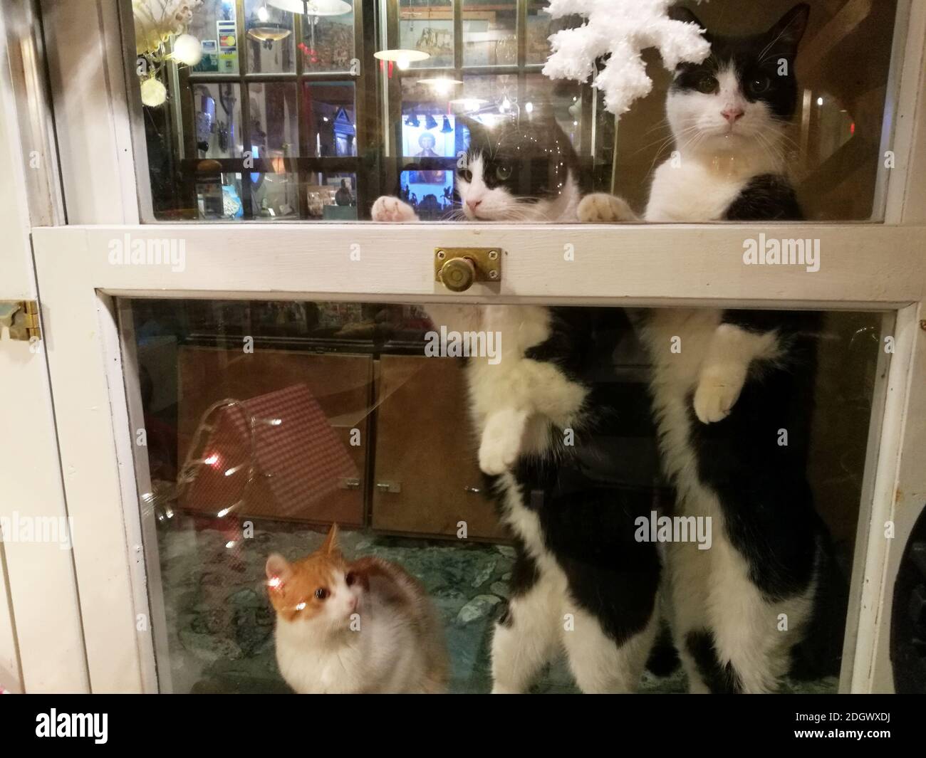 Katzenbeine Stockfotos Und Bilder Kaufen Alamy