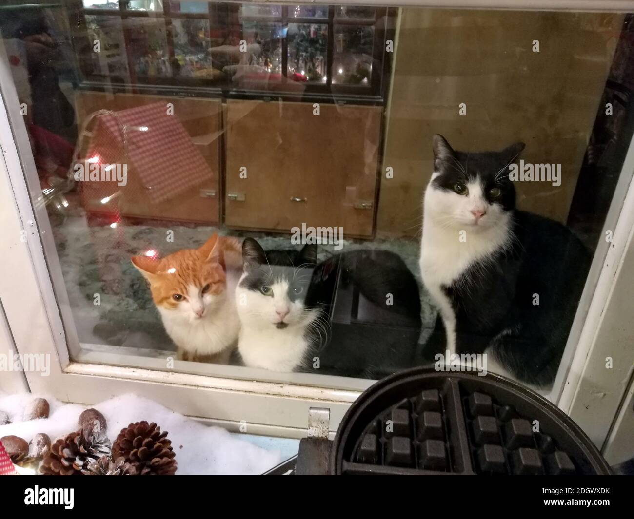 Drei Katzen am Fenster eines Süßwarenladens an Weihnachten, Monemvasia, Griechenland Stockfoto