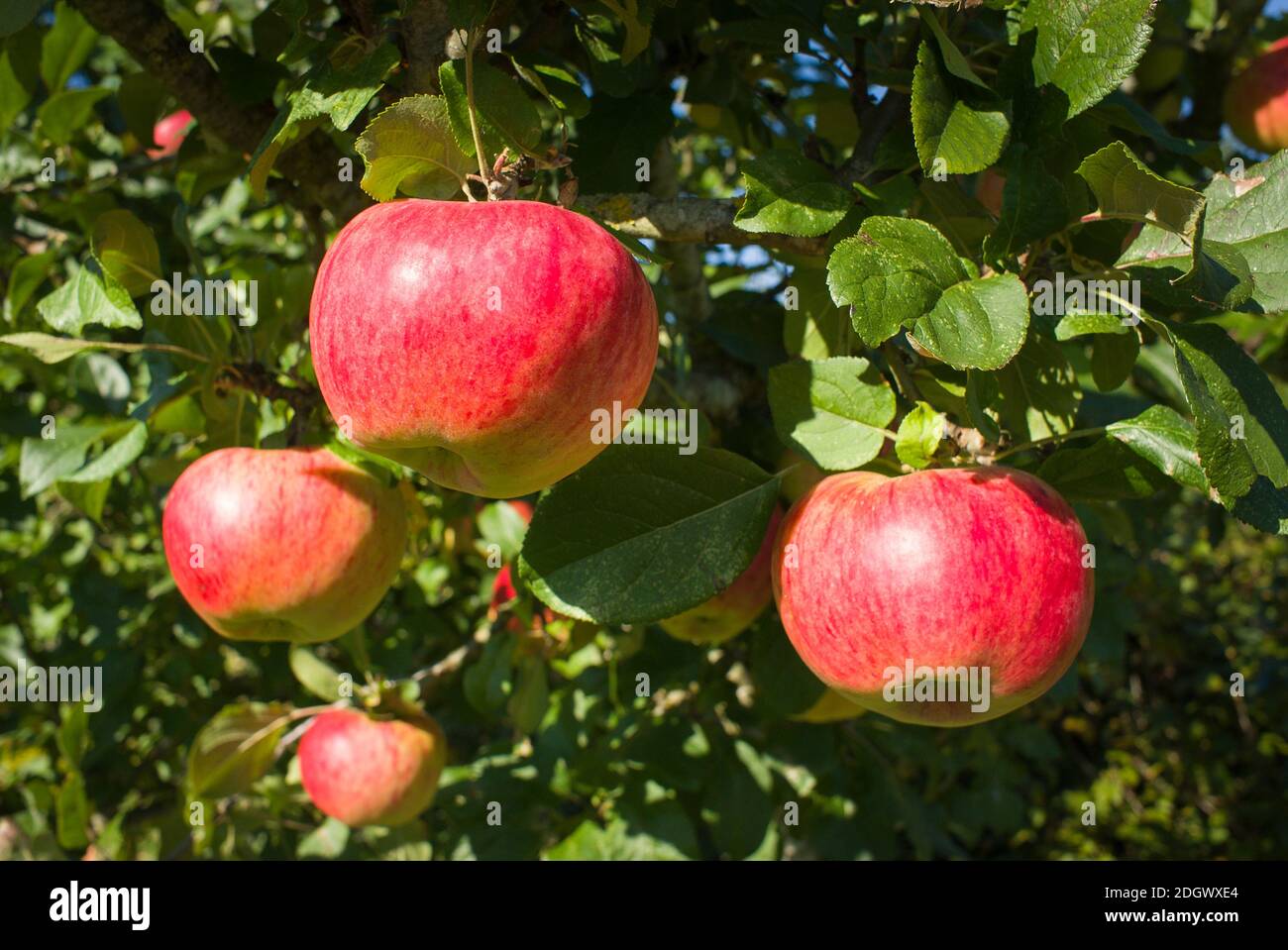 Rosig rote reife Äpfel auf einem Malus domestica Howgate Wonder Baum in einem englischen Garten im Oktober Stockfoto