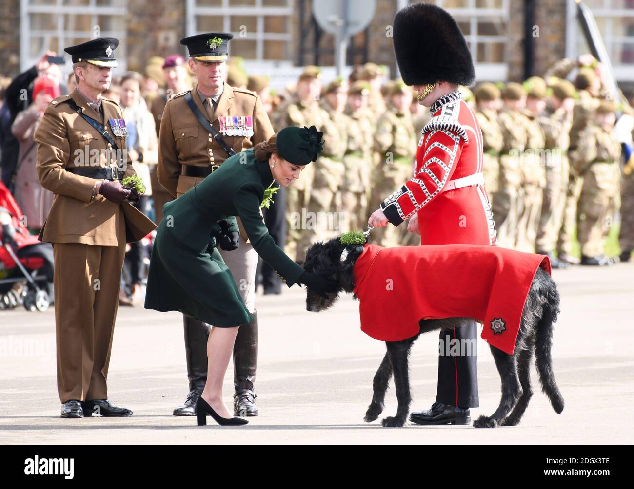 Die Herzogin von Cambridge trifft das Maskottchen der irischen Wachen, einen irischen Wolfhound namens Domhnall, während eines Besuchs des 1. Bataillons der irischen Wachen bei ihrer St. Patrick's Day Parade, Kavallerie Barracks, Hounslow. Bildnachweis sollte lauten: Doug Peters/EMPICS Stockfoto