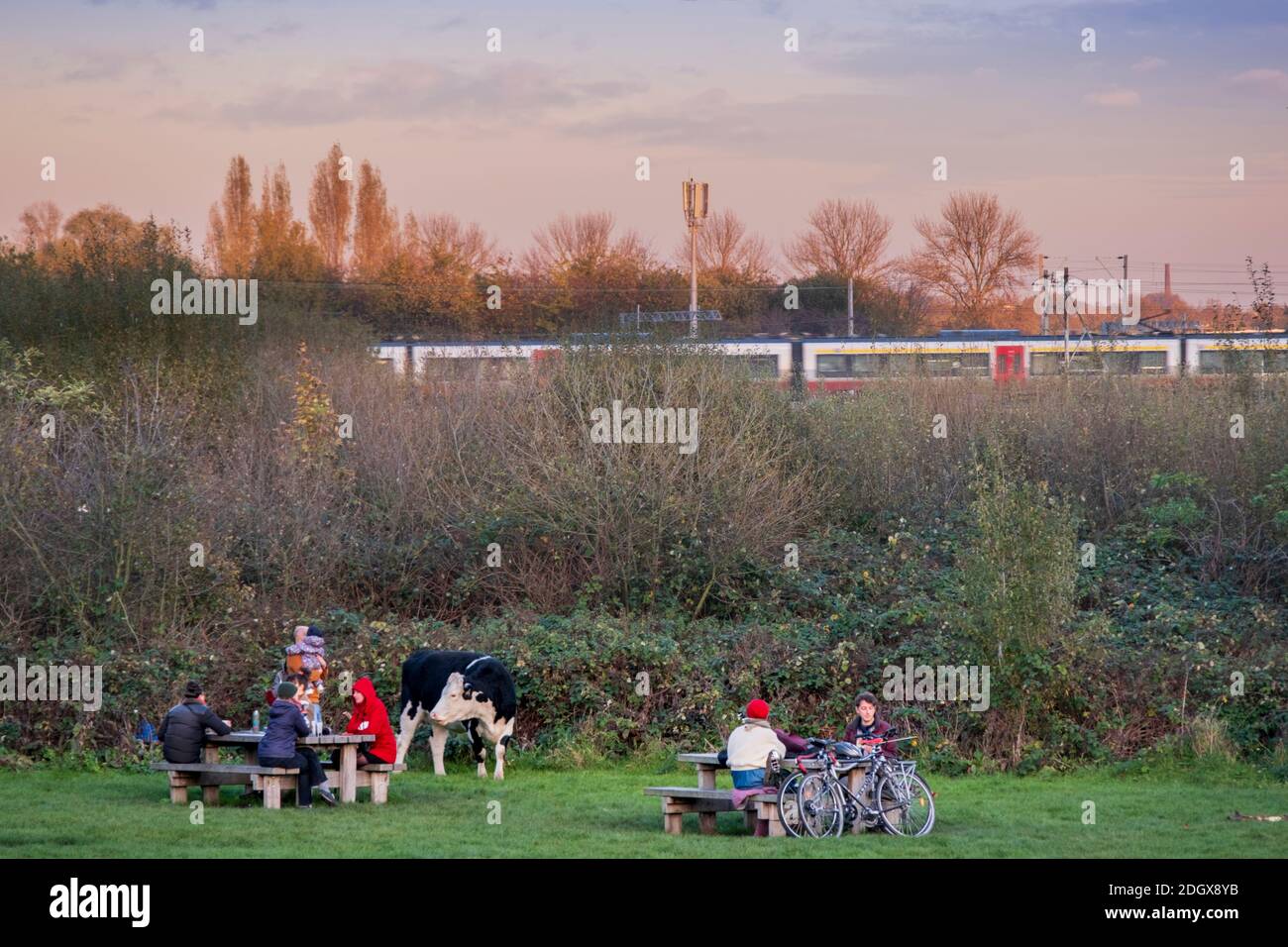 Ein Zug auf der Lea Valley Lines Anglia Route mit Feldern im Lea Valley Park, eine Kuh und Einheimische mit Picknicks, Autumn, Clapton, Walthamstow, London Stockfoto