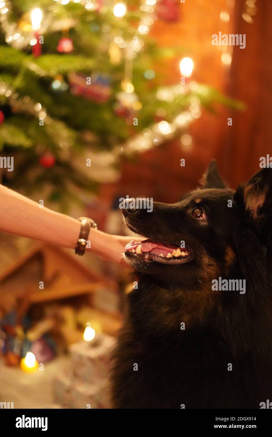 Glücklicher schwarzer Hund mit offenem Mund, der aufschaut, um von der Frau am Heiligabend gestreichelt zu werden. Weihnachtsbaum im Hintergrund. Vertikal, Konzept. Stockfoto