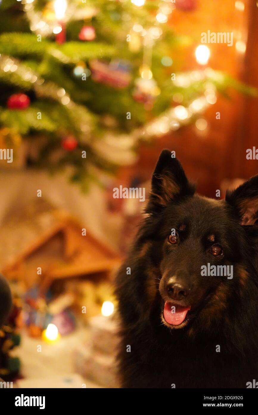 Fröhlicher schwarzer Hund mit offenem Mund und Blick zur Kamera am Heiligabend. Weihnachtsbaum im Hintergrund. Vertikal, Konzept. Stockfoto