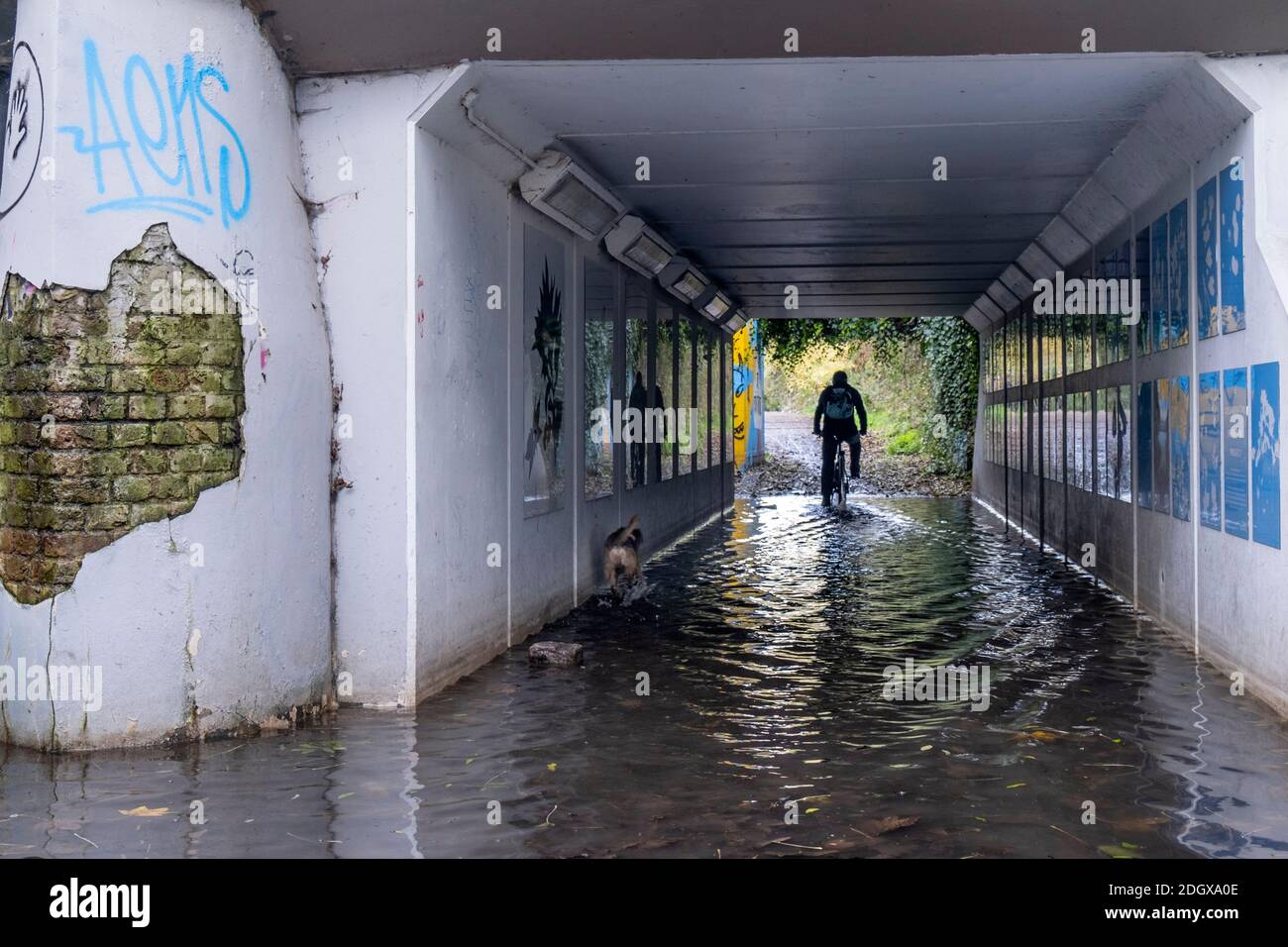 Radfahrer und Hund auf einem überfluteten Fußweg, Lea Valley, London, Großbritannien Stockfoto