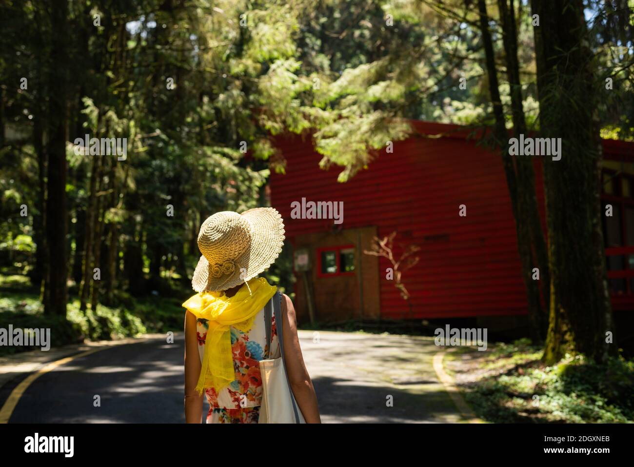 Frau beim Wandern im Wald bei Xitou Stockfoto