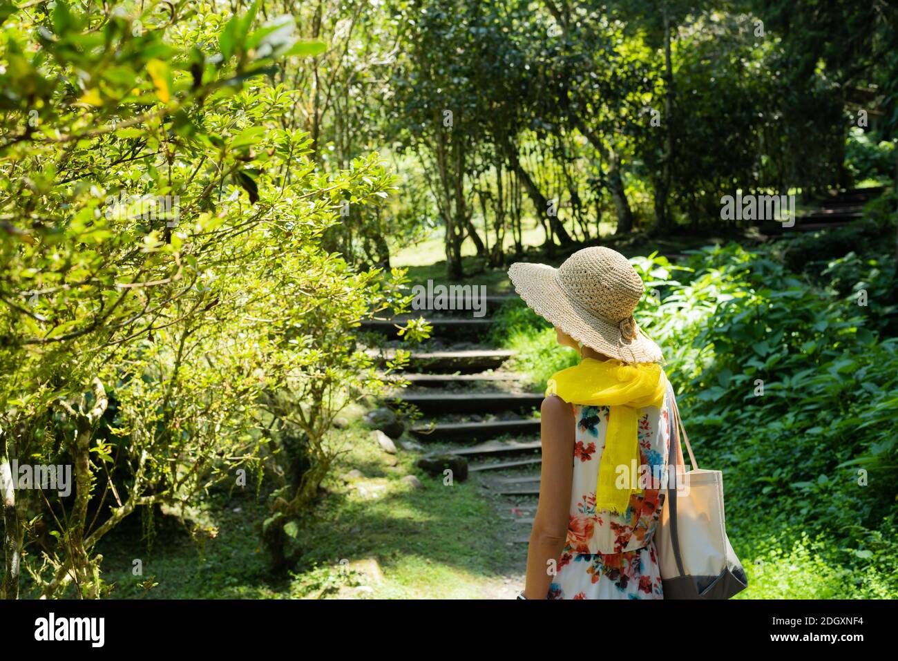 Frau beim Wandern im Wald bei Xitou Stockfoto
