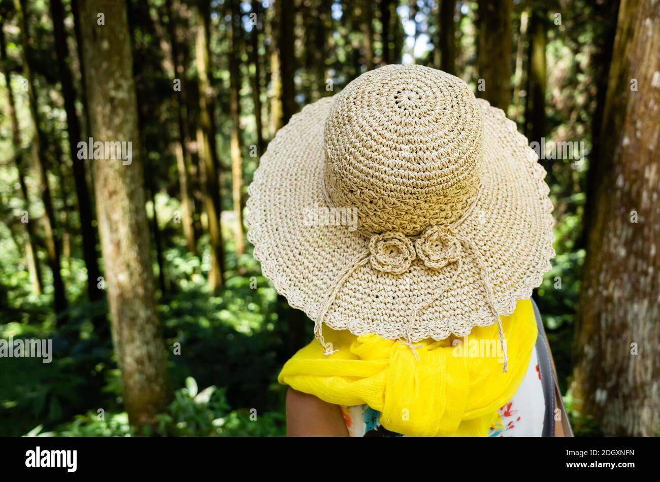 Frau beim Wandern im Wald bei Xitou Stockfoto