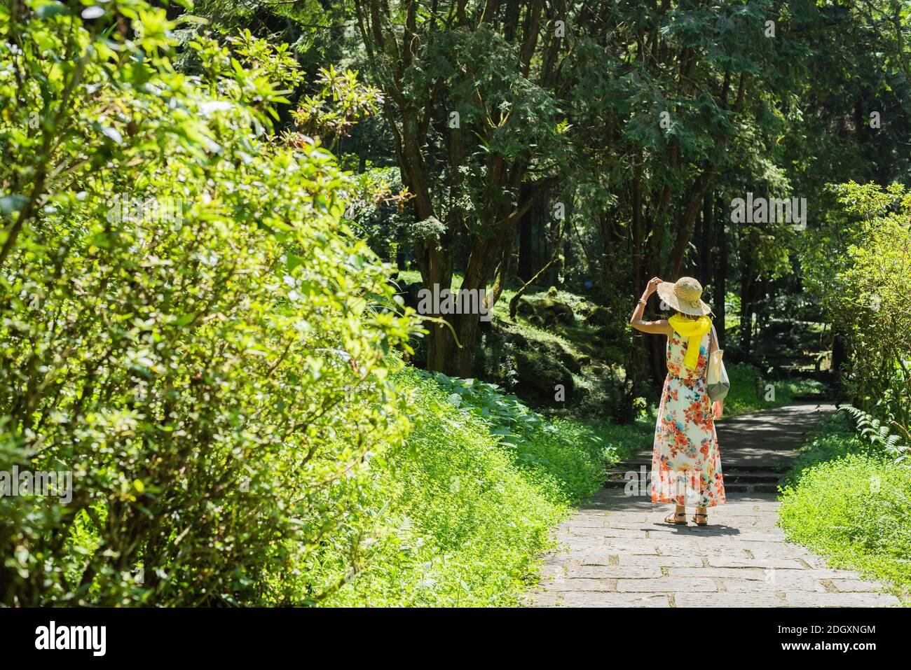 Frau beim Wandern im Wald bei Xitou Stockfoto