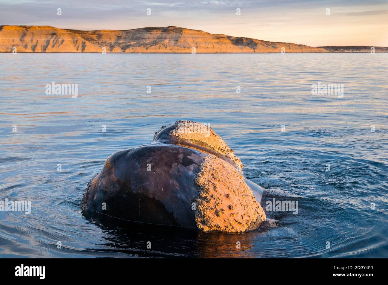 Right Whale, Patagonien, Argentinien Stockfoto