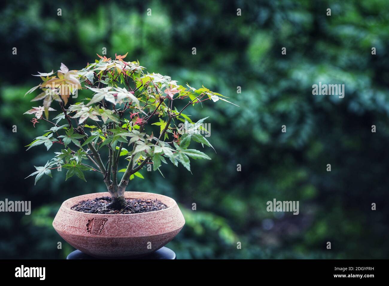Bonsai Ahornbaum in einem Tontopf Stockfoto