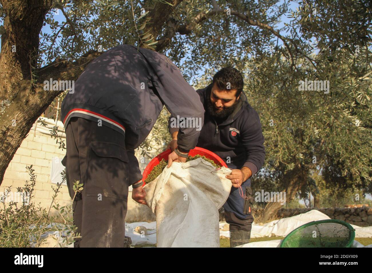 8. Dezember 2020: Ein vertriebener syrischer Tierzüchter bringt alternatives Gras als Futter in die Stadt Idlib und ihre Landschaft, das Kraut (Retter des Planeten) genannt. Es kommt aus Ägypten und ist in den meisten Ländern, wo der Preis für Futter ist hoch. Er sagte, dass ich wegen des hohen Preises und der Trennung wegen des Krieges nach einer Alternative zum Futter gesucht habe, bis ich dieses Kraut gefunden habe und es billig und nützlich für Tiere ist, und wir können etwas auf Futter verzichten, nachdem wir es gebracht haben.Kredit: Moawia Abrash/ZUMA Wire/Alamy Live News Stockfoto