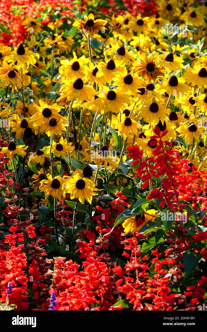 Rudbeckia Salvia splendens 'Flamme des Feuers' Blumenbeete Stockfoto