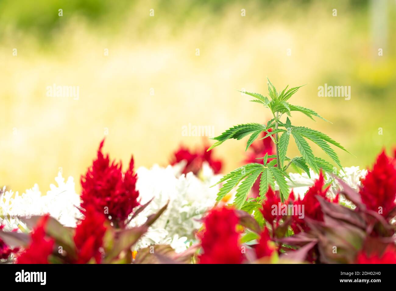 Erwachsene Pflanze von Cannabis auf einem Bett mit Pflanzen und Blumen Stockfoto
