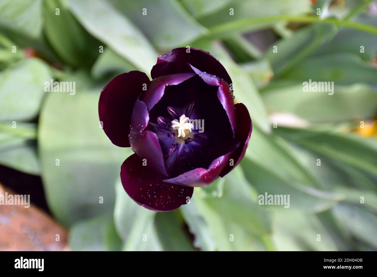 Intensive lila Tulpenblume von oben gesehen, im Garten gelegen. Stockfoto