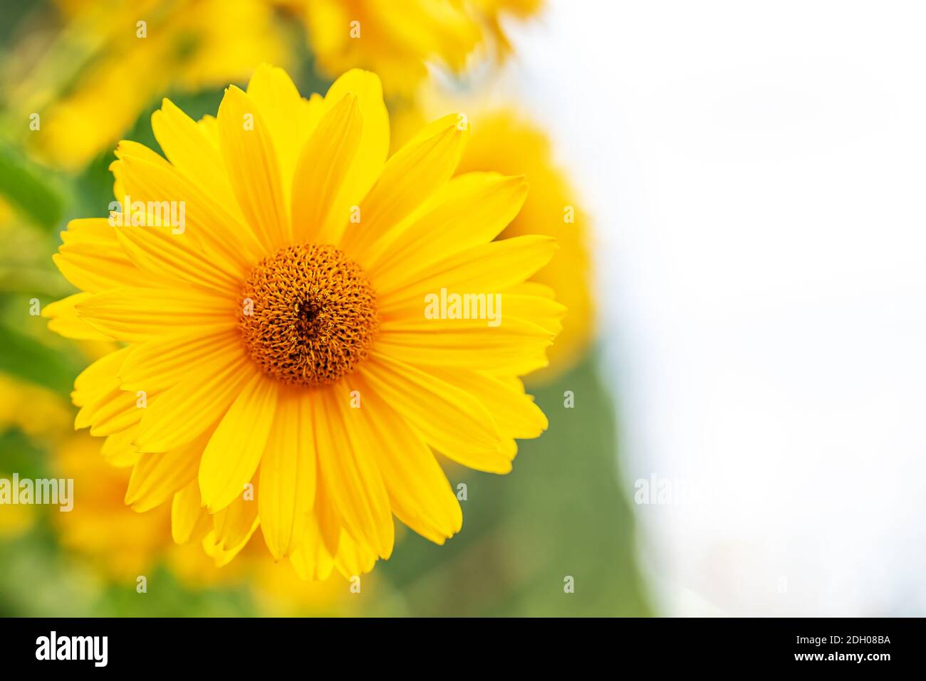 Makro gelbe Gänseblümchen oder Chrysantheme Blumen Kopf Stockfoto