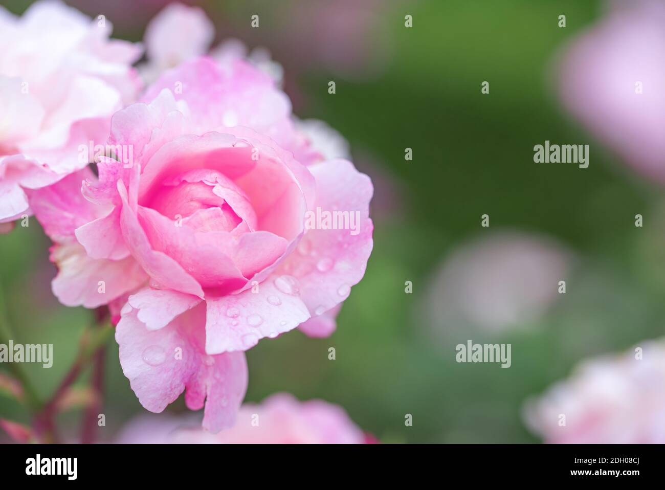 Nahaufnahme der Schönheit rosa Rose mit glänzenden Wassertropfen Stockfoto