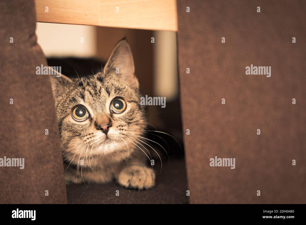 Braun gestreift tabby Katze sitzt auf Wohnzimmerstuhl suchen Neugierig nach oben Stockfoto