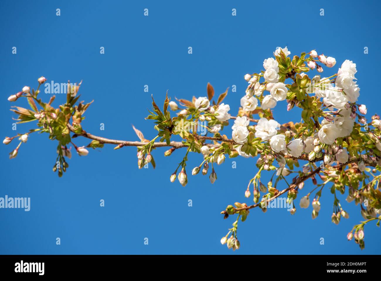 Obst-Baum-Blüte Stockfoto