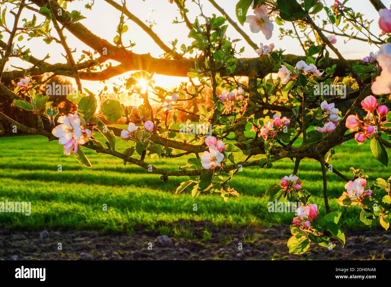 Schöne rosa Sakura Blume auf Natur Hintergrund Stockfoto