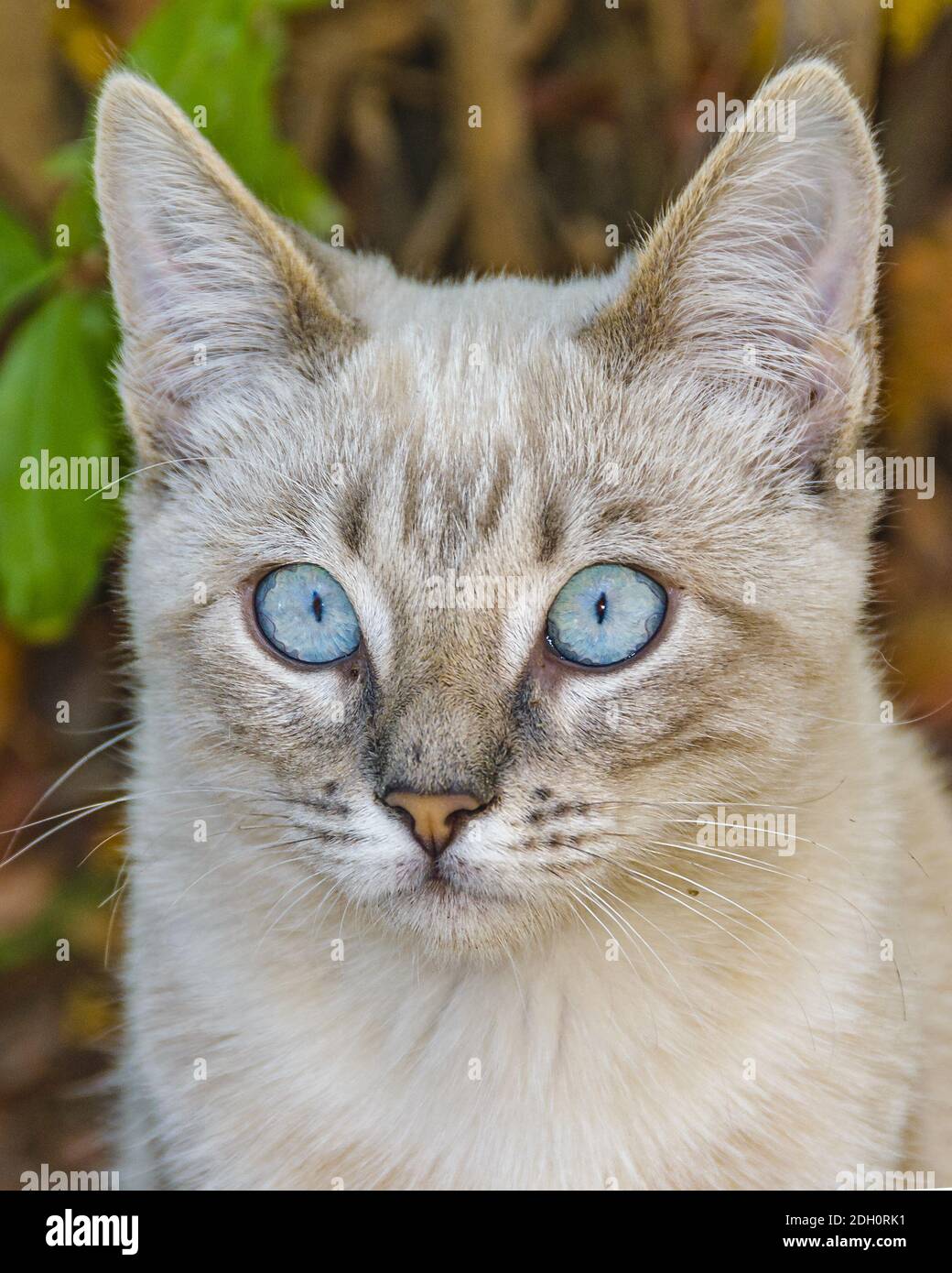 Blaue Augen Grau Niedlichen Kätzchen Stockfoto