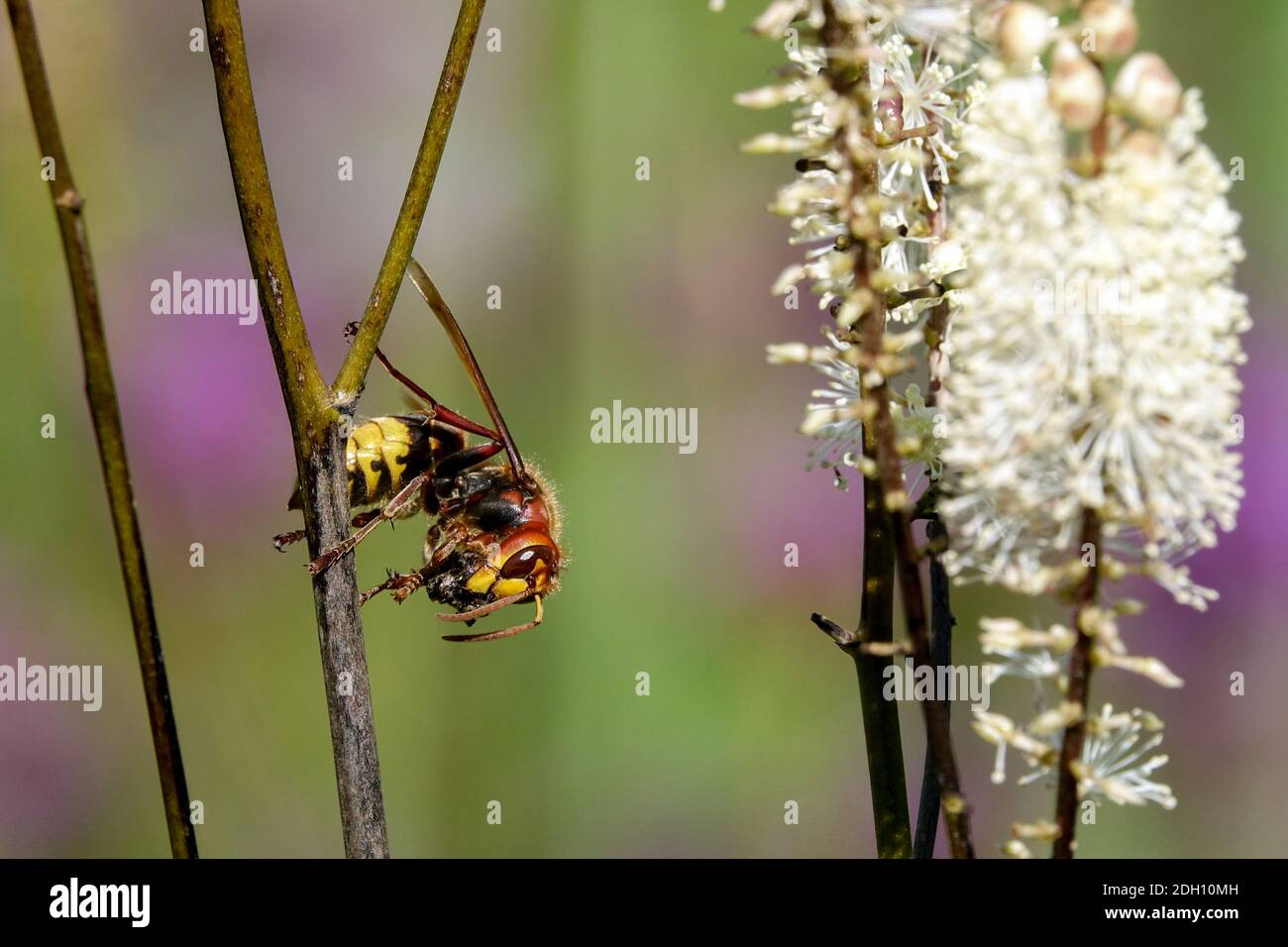 Europäische Hornissen Vespa crabro mit Beute (eine Honigbiene), Europäische Hornissen fressende Biene Insekten auf Unkrautinsektenjäger Stockfoto