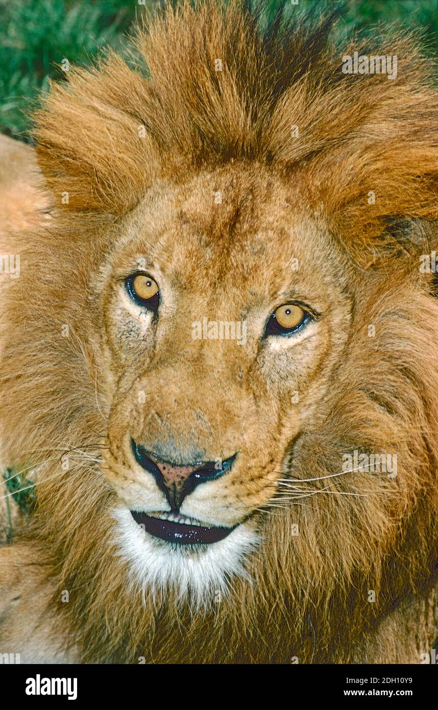 Männlicher asiatischer Löwe (Panthera Leo persica) aus dem Gir Forest in Indien. Als gefährdet eingestuft. Stockfoto