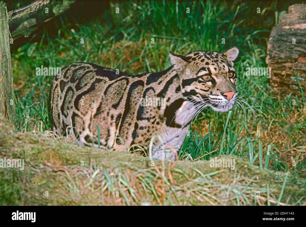 Männchen trübter Leopard, (Neofelis nebulosa,) aus Südostasien. Als gefährdet aufgeführt. Stockfoto