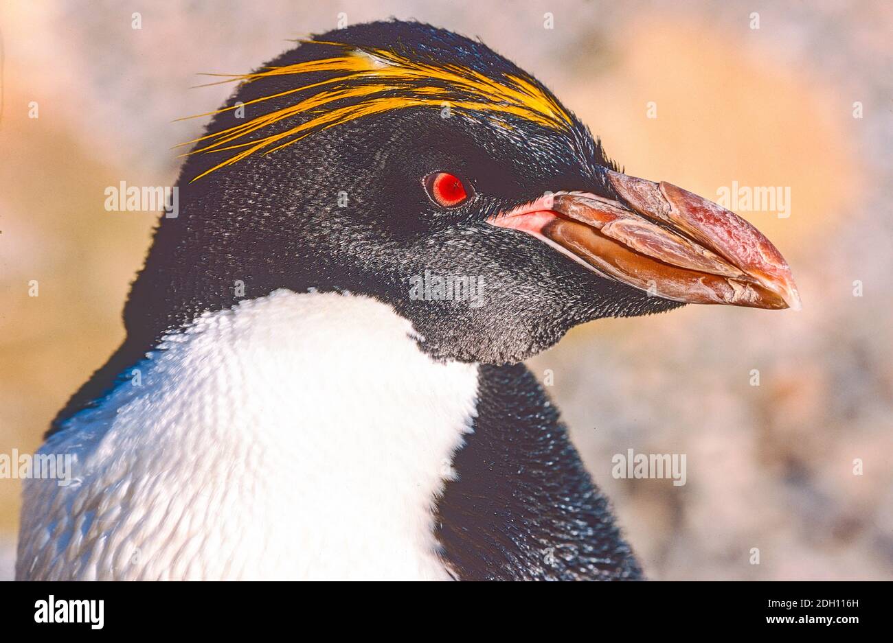 Makkaroni-Pinguin, (Eudytes chrysolophus,) aus dem Südatlantik und dem Südindischen Ozean. Stockfoto