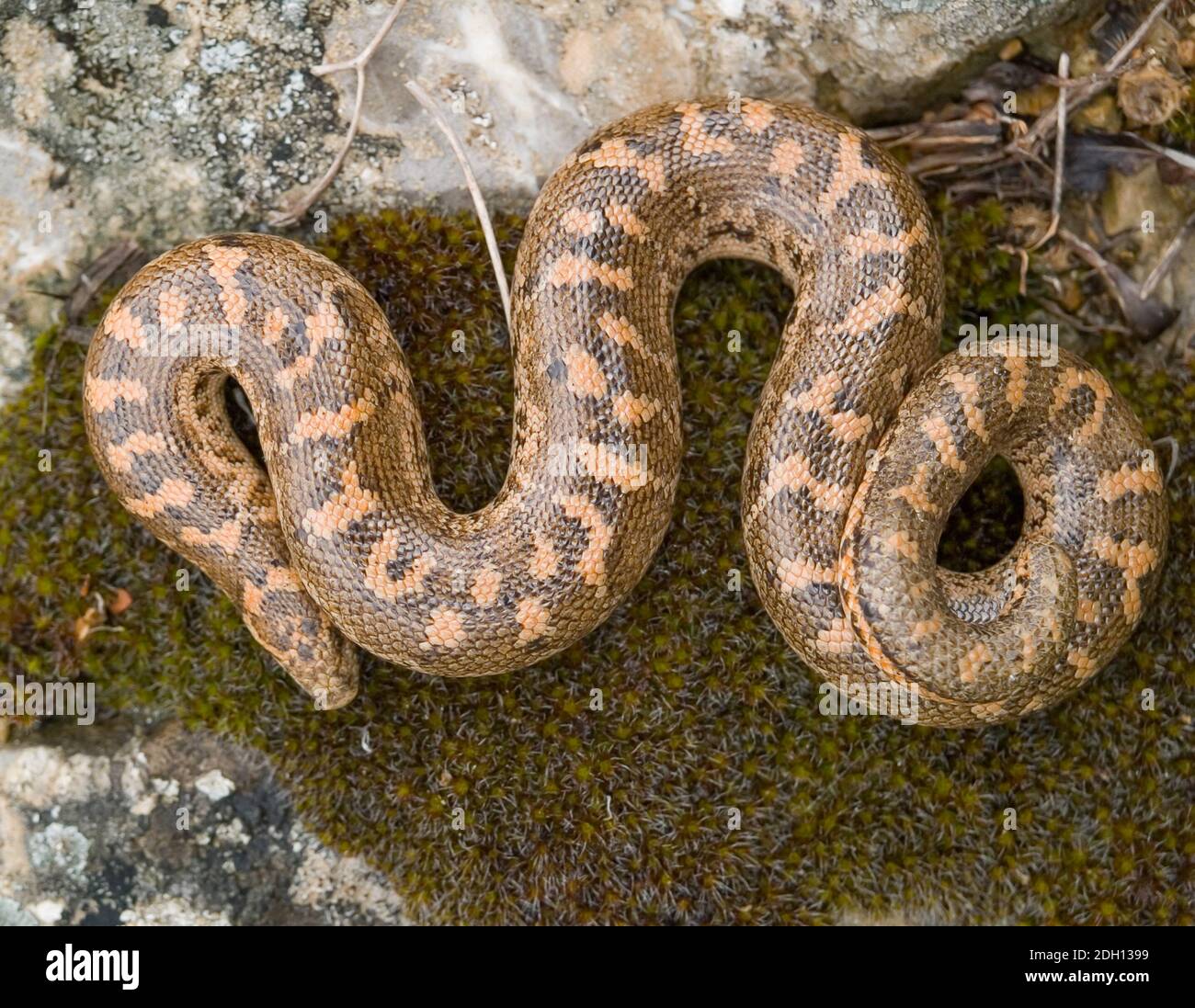 Kaukasische Sandboa, Eryx jaculus in griechenland Stockfoto