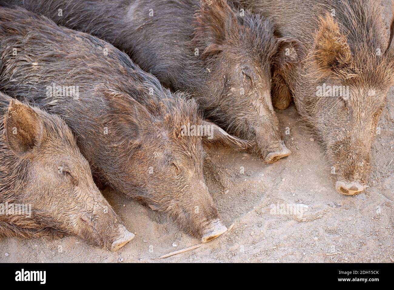 Schlafende Wildschweine im Park oder auf dem Bauernhof Stockfoto