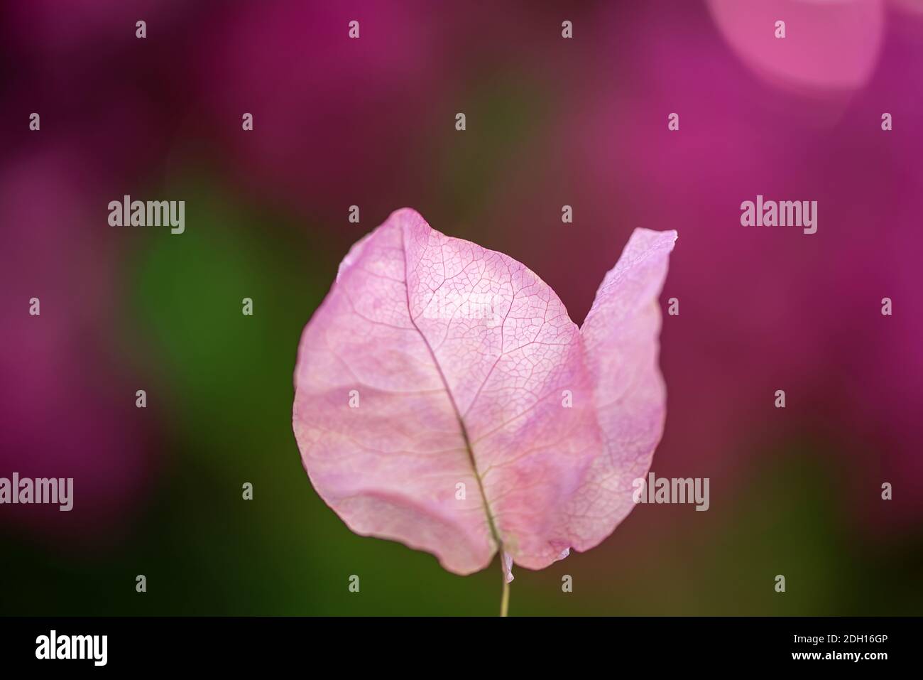 Schöne lila exotische Blume von Bougainvillea auf dem Bokeh Hintergrund Stockfoto