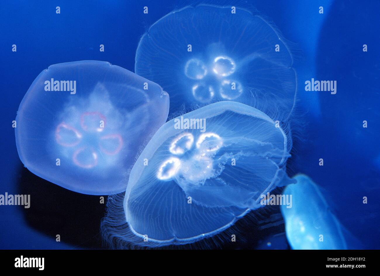 Gewöhnliche Quallen oder Mondfische, aurelia aurita, Australien Stockfoto