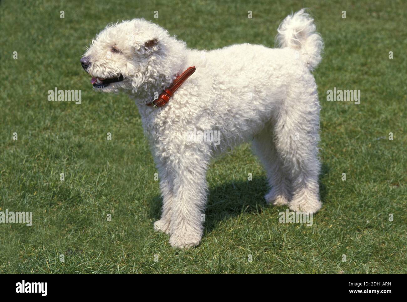 Ungarischer Pumi Hund, Erwachsene auf Rasen Stockfotografie - Alamy