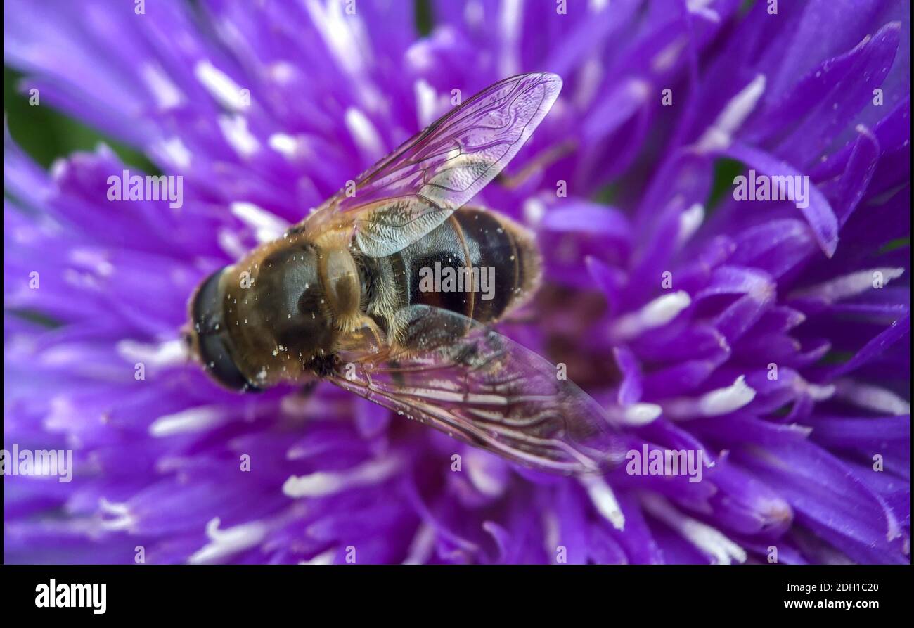 Eine hübsche violette Dahlia Blume mit einer Biene, die darauf kriecht IT Stockfoto