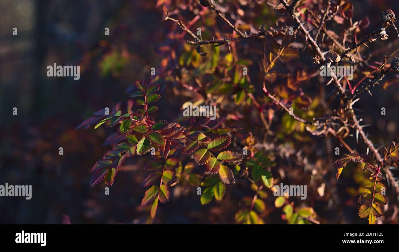 Schöne Nahaufnahme von dornigen Busch mit verfärbten Blättern in der Herbstsaison in Niedergebirge Schwäbische Alb, Deutschland. Stockfoto